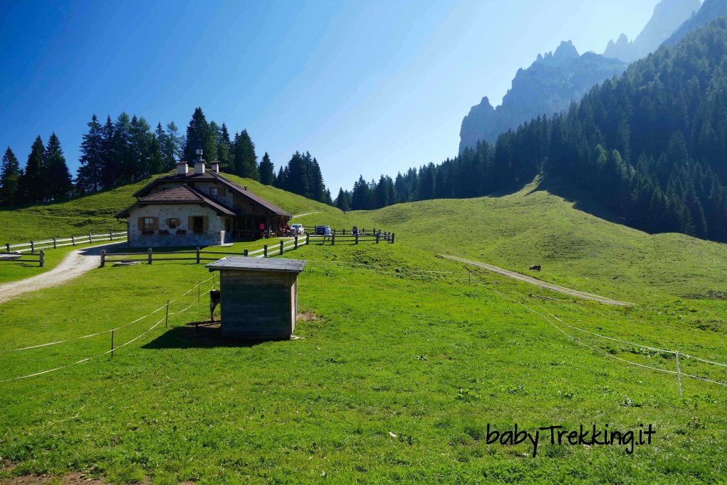 Da Passo Cereda a Malga Fossetta, col passeggino nel verde relax