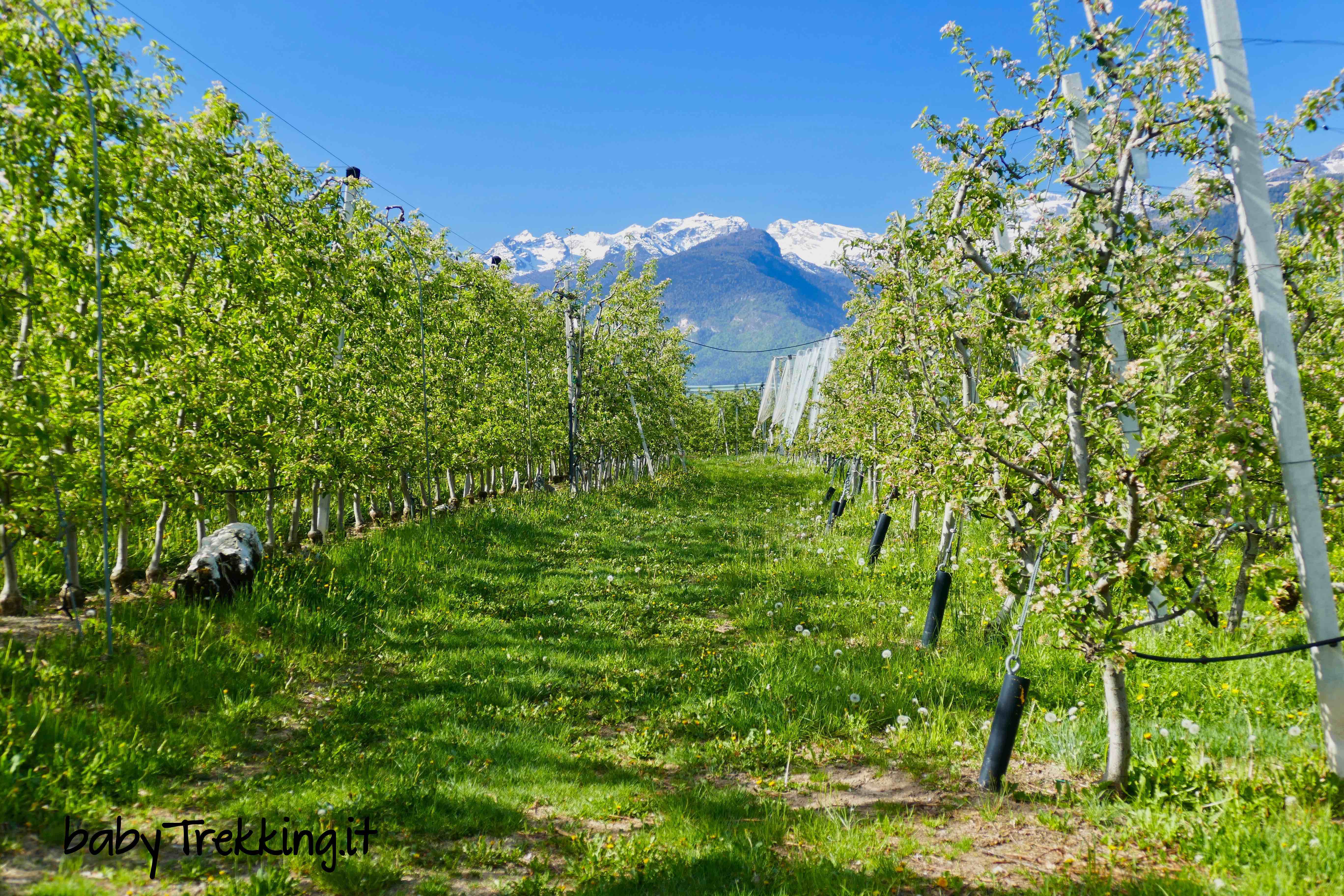 AlMeleto: il percorso tematico per imparare le curiosità sulle mele della Val di Non