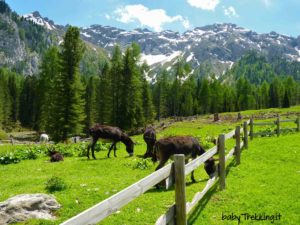 Coi bambini in Val di Fassa: esperienze e panorami unici