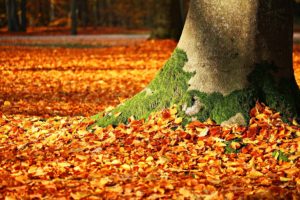 Ammirare il foliage d'autunno: coi bambini all'Oasi Zegna