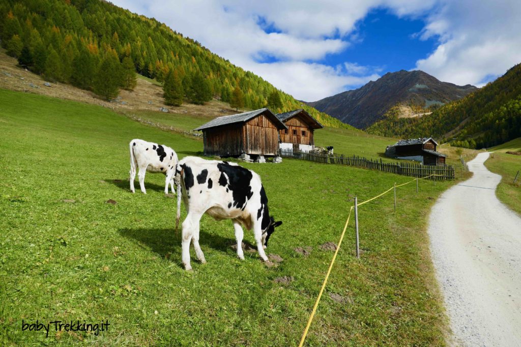 Grossberghutte, Weiserhutte e Pranter Stadelhutte: in Valle di Altafossa col passeggino