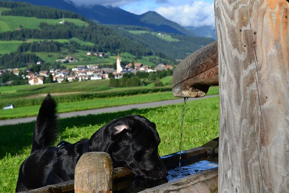 Passeggiate con bambini e cani: come prepararsi?