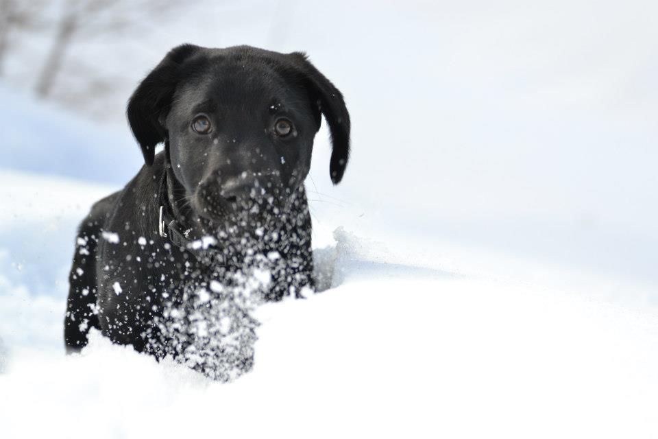 Viaggiare con cani e bimbi, i consigli dell’educatore cinofilo