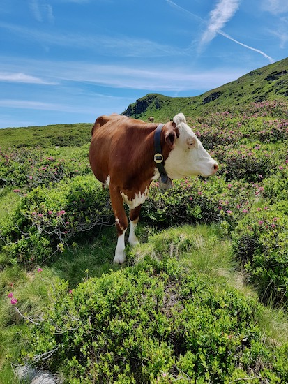 Sentiero delle malghe di Racines