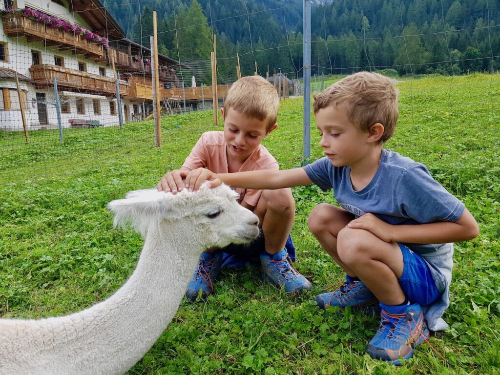 Escursioni con alpaca in Wipptal