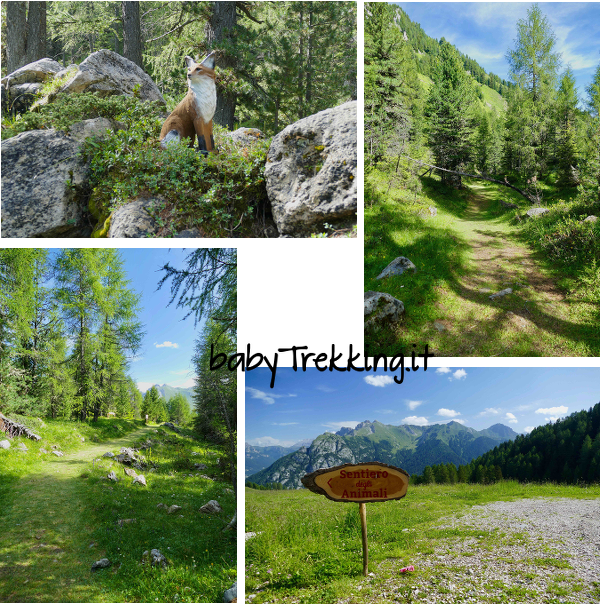 Il Sentiero degli Animali sull'Alpe Lusia: alla scoperta degli abitanti del bosco
